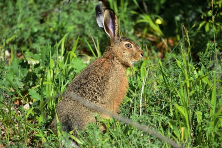 Рисунок бобра