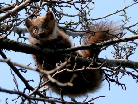 Рисунок растения и животные Белгородчины