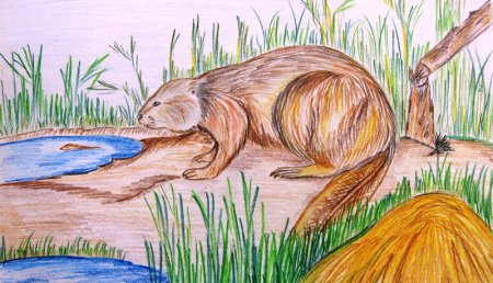 Выдра рисунок