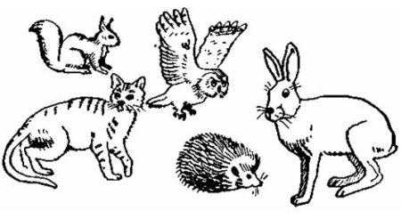 Чиж щегол Зяблик