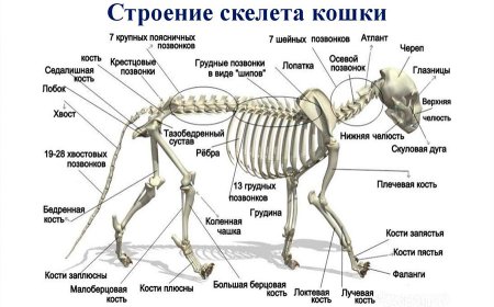Скелет кошки с названием костей