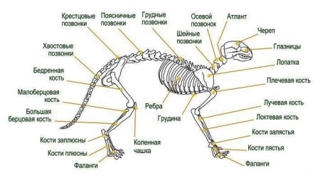 Скелет кота с названием костей