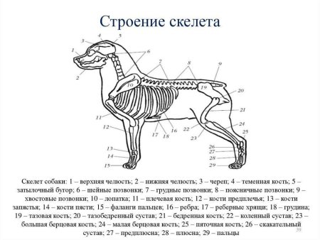 Строение собаки скелет анатомия