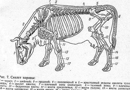 Скелет коровы с названием костей