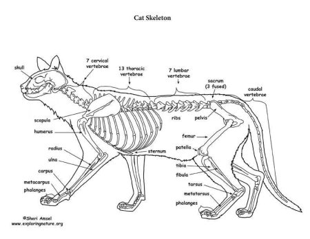 Скелет кошки строение