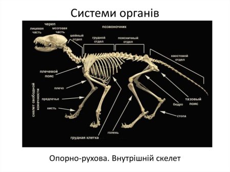 Опорно двигательная система скелет собаки
