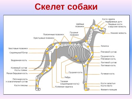 Анатомия собаки органы и кости
