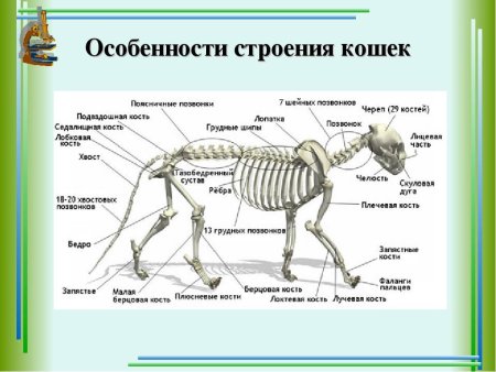 Строение скелета котенка