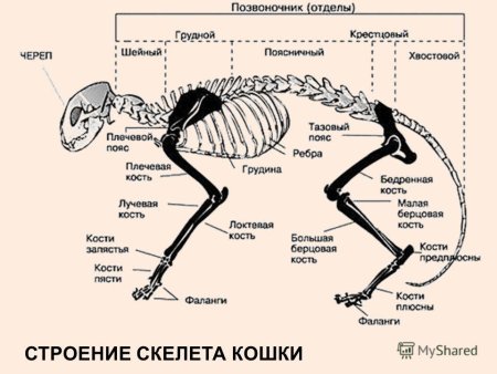 Скелет животного анатомия на латинском языке