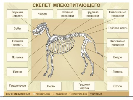 Скелет собаки Бигль