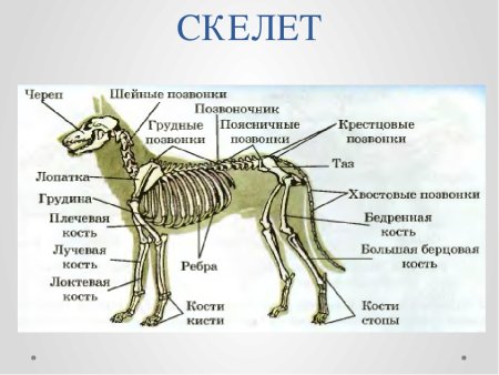 Скелет собаки немецкой овчарки