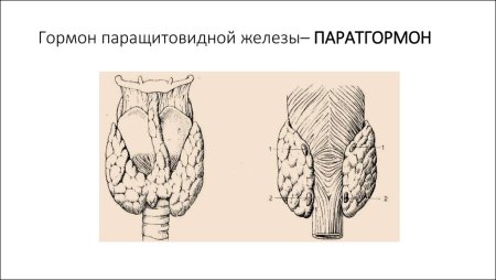 Гормоны паращитовидной железы паратгормон