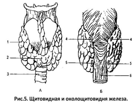 Анатомия паращитовидной железы схема