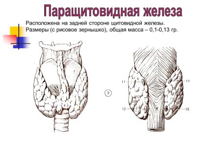 Строение щитовидной железы и паращитовидных желез