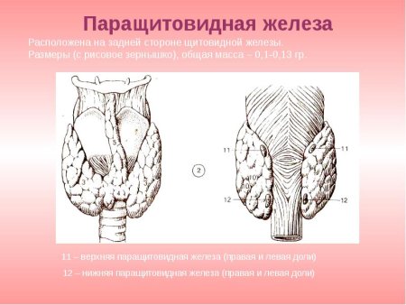 Лимфоотток паращитовидной железы