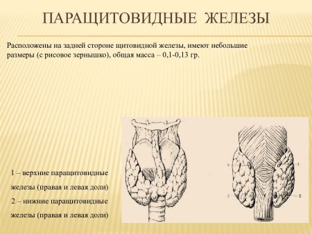 Околощитовидные (паращитовидные) железы животных