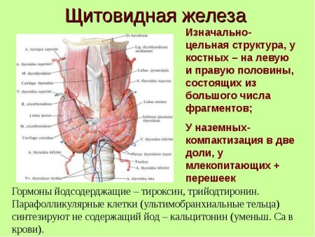 Строение щитовидной железы КРС