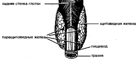 Паращитовидная железа строение