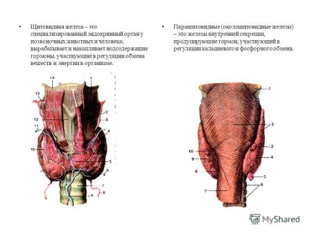 Строение щитовидной железы животных