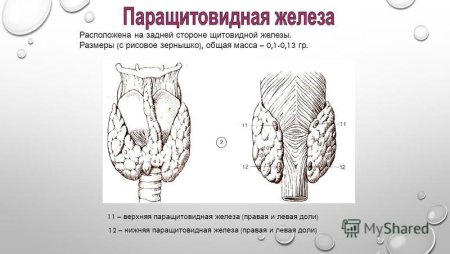 Паращитовидные железы животных