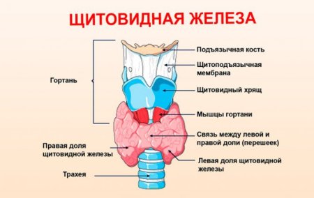 Схема строения щитовидной железы