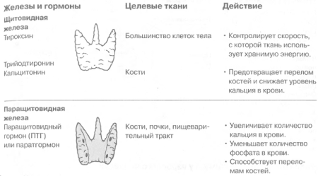 Паращитовидная железа гормоны таблица