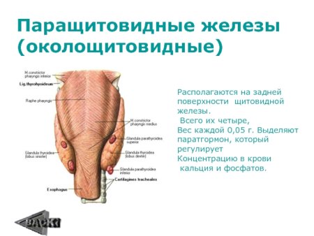 Паращитовидная железа анатомия животных
