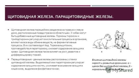 Щитовидная железа у животных