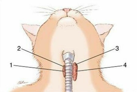 Строение гортани кошки