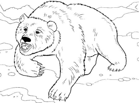 Медведь раскраска для детей