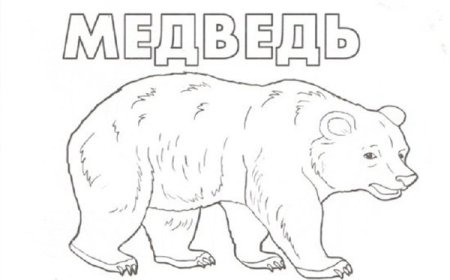 Контур медведя сбоку