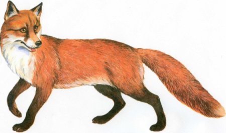 Лиса для детей