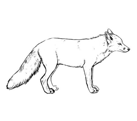 Лисица раскраска