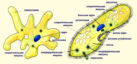 Строение простейших (амеба, инфузория туфелька)