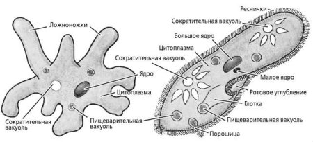 Пищеварительная вакуоль инфузории
