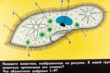 Схема строения инфузории туфельки