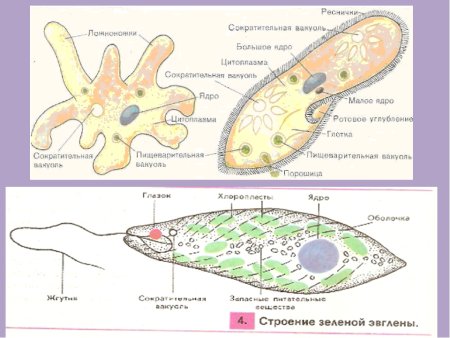 Амеба инфузория туфелька эвглена зеленая