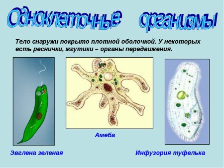 Одноклеточные животные эвглена зеленая