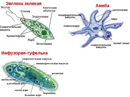 Строение амебы эвглены зеленой и инфузории туфельки