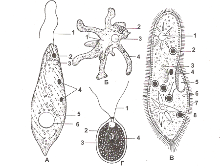 Амеба инфузория туфелька эвглена зеленая рисунок