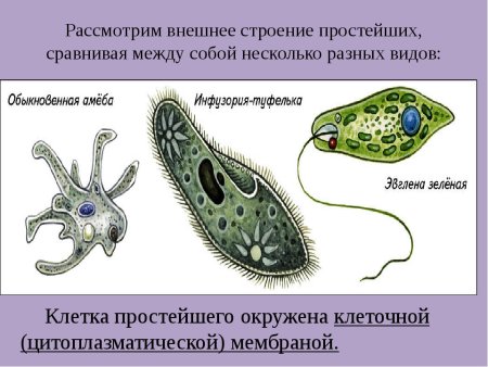 Строение простейших