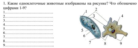 Одноклеточные животные строение