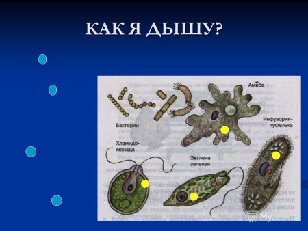 Амеба инфузория туфелька эвглена зеленая
