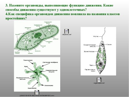 Строение амебы обыкновенной эвглены зеленой инфузории туфельки
