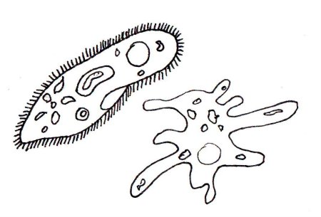 Одноклеточные животный (инфузория туфелька )биология