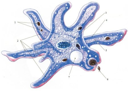 Пищеварительная вакуоль амебы
