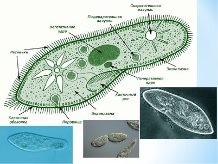 Сократительная вакуоль инфузории