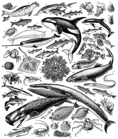 Животный мир Каспийского моря фауна Каспия