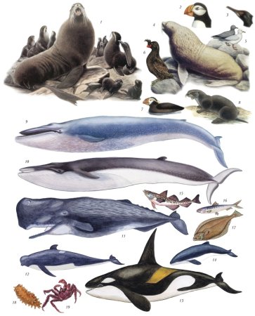 Морские млекопитающие Баренцева моря