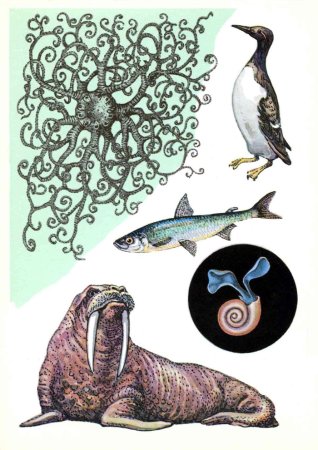 Море Лаптевых Флора и фауна